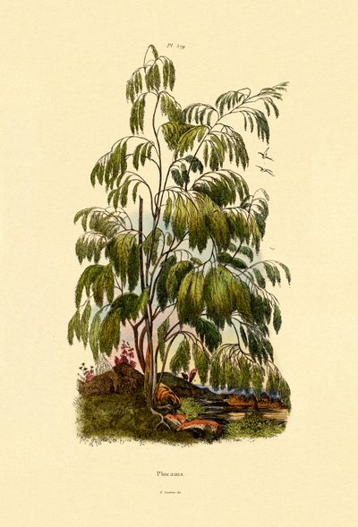 Evergreen Bush by French School